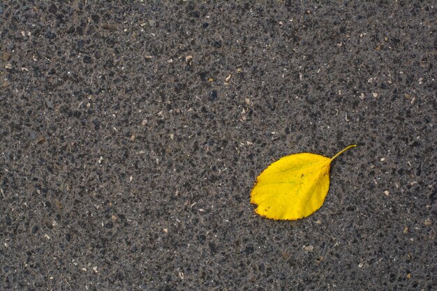 Foglia d'autunno gialla sull'asfalto