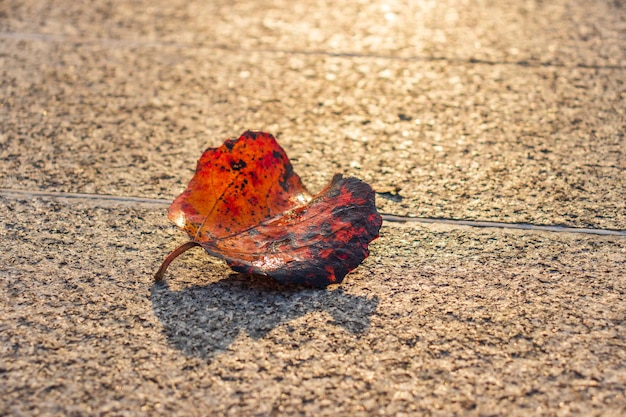 Foglia d'autunno in panchina