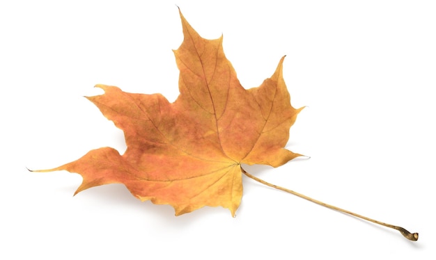 Foglia d'autunno isolata su sfondo bianco con tracciato di ritaglio di ombre per l'isolamento senza ombre su ombre bianche su bianco