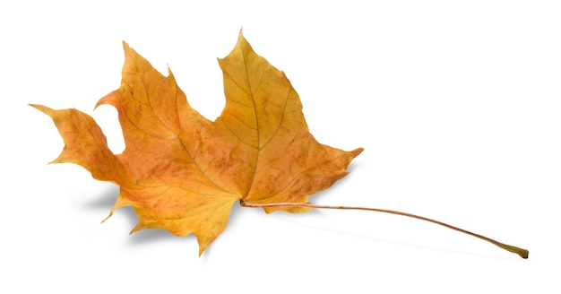 Foglia d'autunno isolata su sfondo bianco con tracciato di ritaglio di ombre per l'isolamento senza ombre su ombre bianche su bianco