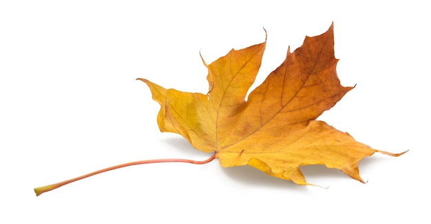 foglia d&#39;autunno isolato su sfondo bianco