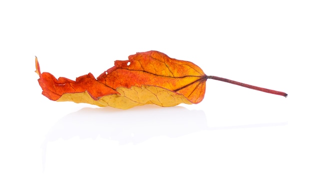 foglia d&#39;autunno isolato su sfondo bianco