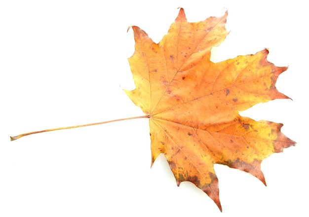 Foglia d'autunno luminosa isolata su bianco