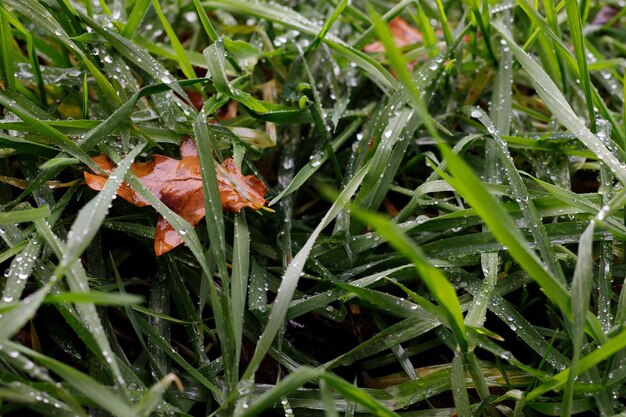 Foglia d'autunno marrone in erba verde sullo sfondo della pioggia