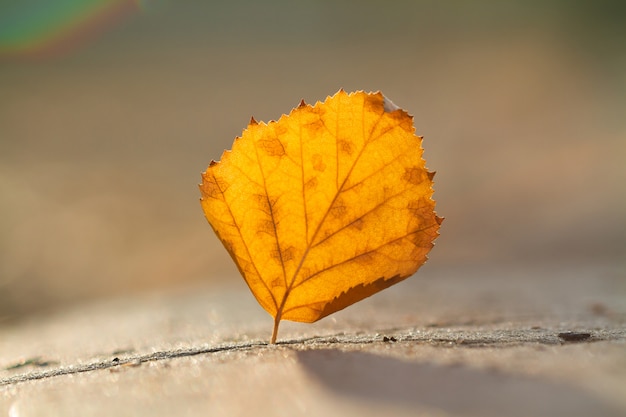 Foglia d'autunno nel gap concreto.