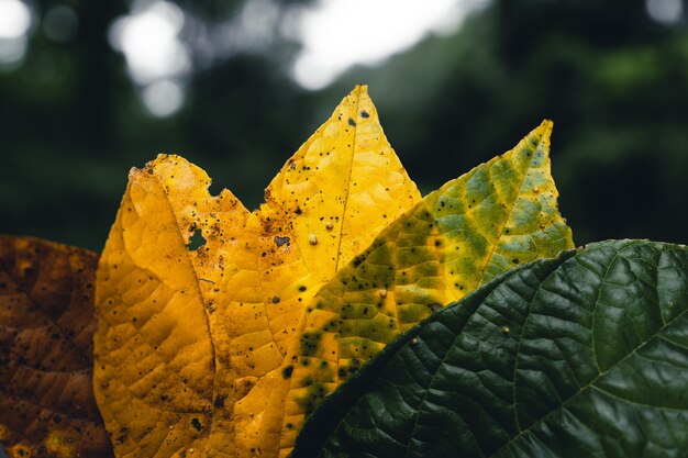 Foglia d'autunno nella foresta verde, mano che tiene foglie gialle e verdi sullo sfondo della strada