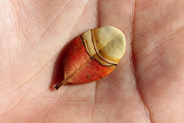 Foglia d&#39;autunno nella macro mano umana