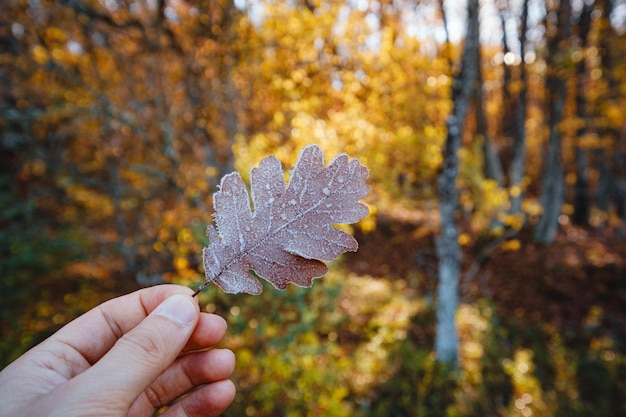 Foglia d'autunno nella mano maschile