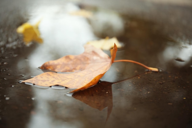 Foglia d'autunno nella pozzanghera di pioggia su asfalto all'aperto