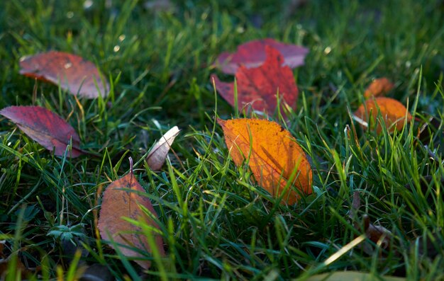 foglia d'autunno rossa e arancione sull'erba