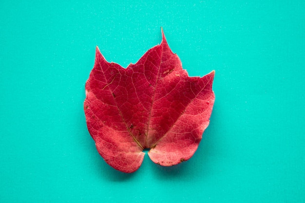 Foglia d'autunno rossa isolata su sfondo blu, stagione autunnale