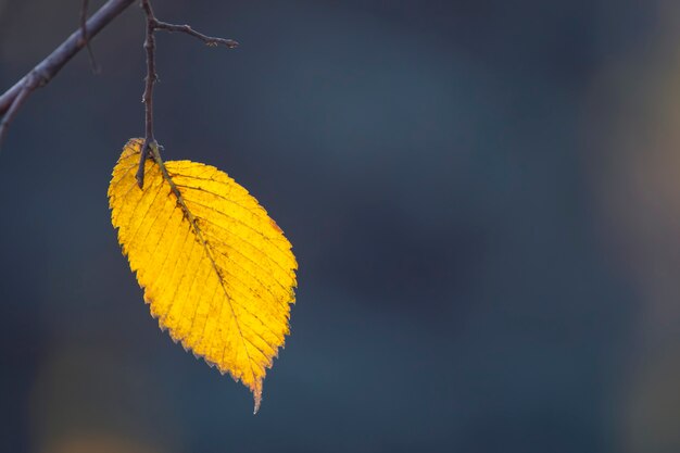 Foglia d'autunno solitaria sull'albero