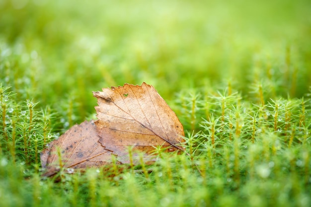 Foglia d'autunno su erba verde modello vegetale e muschio bagnato primo piano macro vista dall'alto