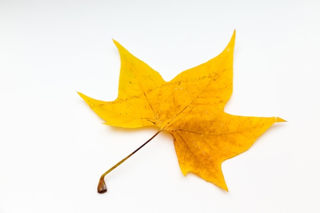 Foglia d'autunno su sfondo bianco