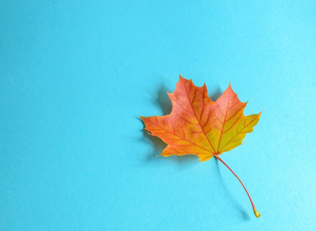 foglia d'autunno su sfondo blu