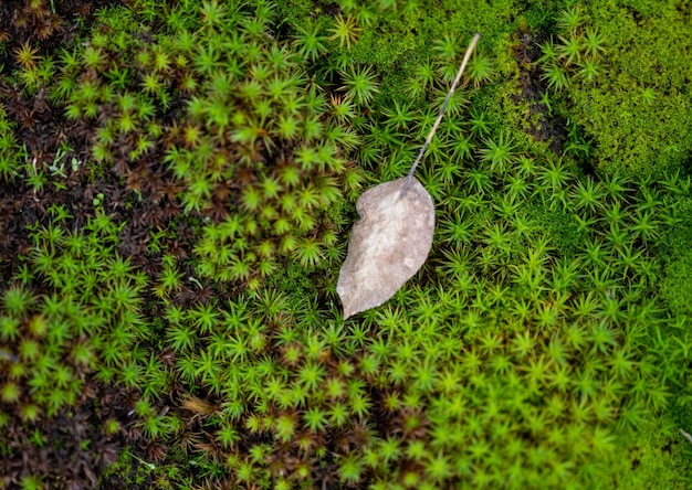 Foglia d'autunno su uno sfondo di muschio verde