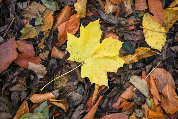 Foglia d'autunno sul pavimento