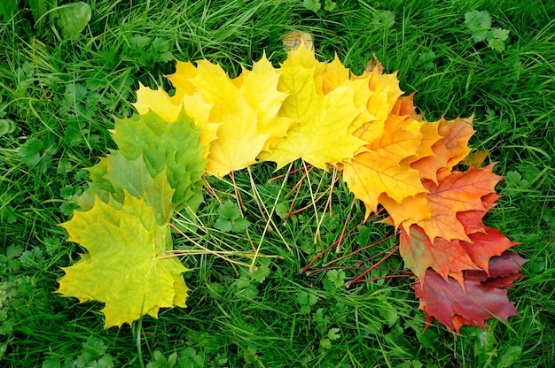 Foglia d'autunno sull'erba verde