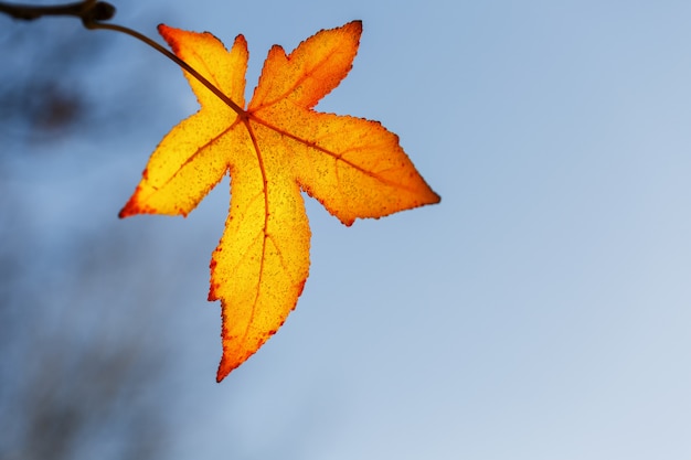 Foglia d'autunno, vecchie foglie di acero arancione, fogliame secco di alberi, soft focus, stagione autunnale, un cambiamento di natura, luce solare morbida e brillante