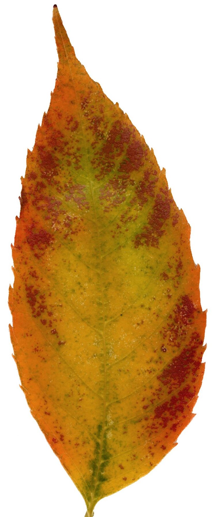 Foto foglia d'autunno
