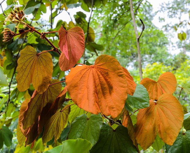 Foglia d'oro dell'albero Bauhinia Aureifolia