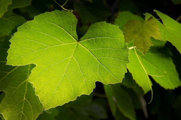 Foglia d'uva dettaglio su sfondo defocused soleggiato Trama di foglie di uva verde Foglie di vite con retroilluminazione