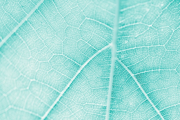 Foglia d&#39;uva, tonalità turchese, macro. Chiuda su struttura con lo spazio della copia per progettazione.