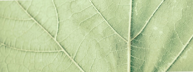 Foglia d&#39;uva, verde tonica