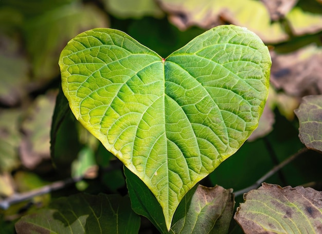 Foglia da vicino a forma di cuore nella foresta