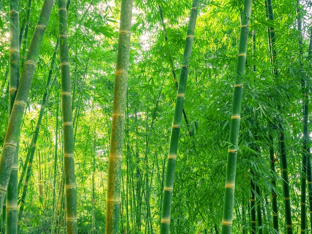 Foglia dell&#39;albero del concetto tropicale della pianta, di vacanza e di rilassamento