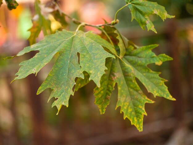 Foglia di acero gialla asciutta di autunno sull&#39;albero