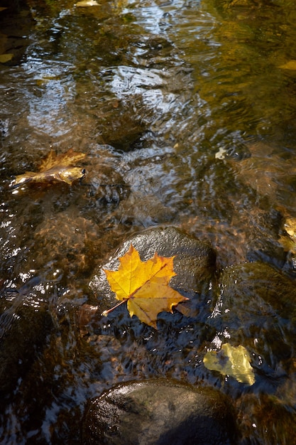 Foglia di acero gialla che si trova sulla pietra nel fiume.