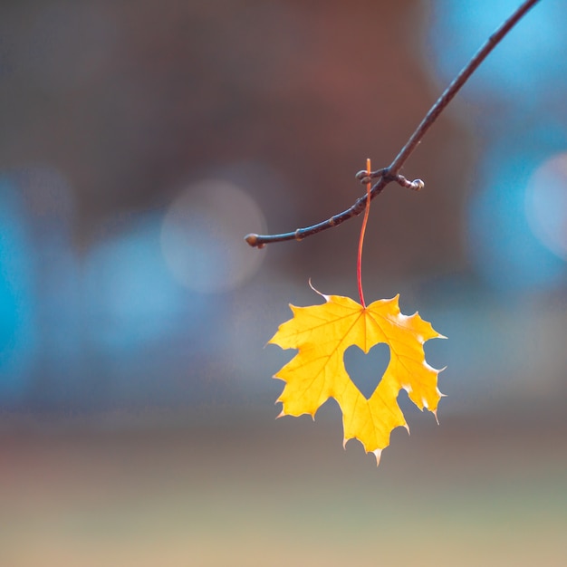 Foglia di acero gialla su un ramo nel parco. Concetto di amore autunnale.