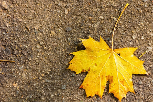 Foglia di acero gialla sull'asfalto