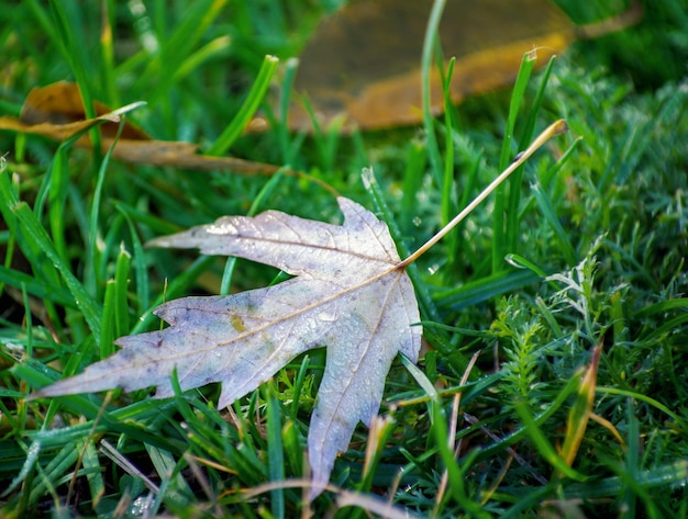 Foglia di acero gialla sulla terra alla luce solare di autunno