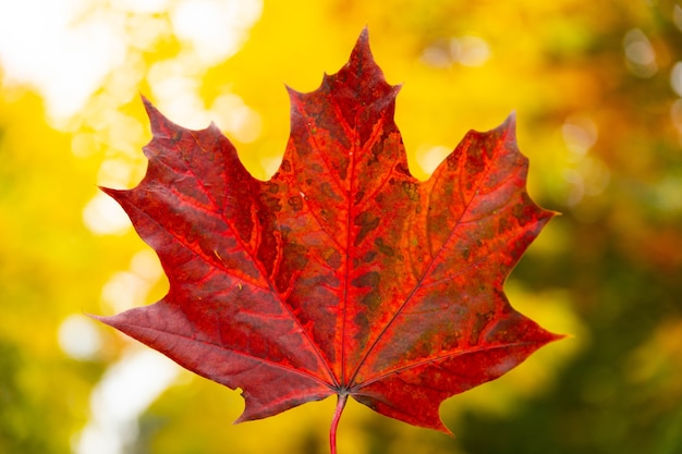 Foglia di acero rossa di autunno a disposizione su fondo degli alberi