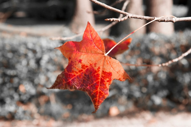 Foglia di acero rossa su un ramo, autunno. Ottobre. Primo piano del ramo di acero giapponese. Foglie di acero d'autunno.