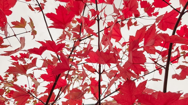 Foglia di acero rossa variopinta di autunno del giardino giapponese da sotto l'albero di acero. Ramo autunnale di acero con foglie rosse.