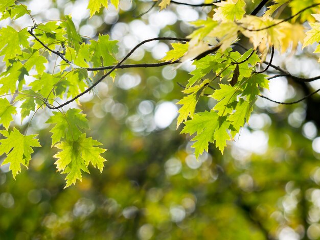 Foglia di acero verde & gialla variopinta di autunno su un albero