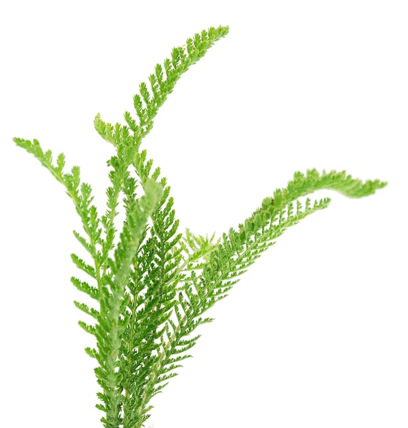 Foglia di achillea isolata