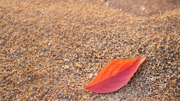 Foglia di albero autunnale arancione e rosso sulla sabbia della spiaggia, concetto di stagione autunnale, foglie autunnali