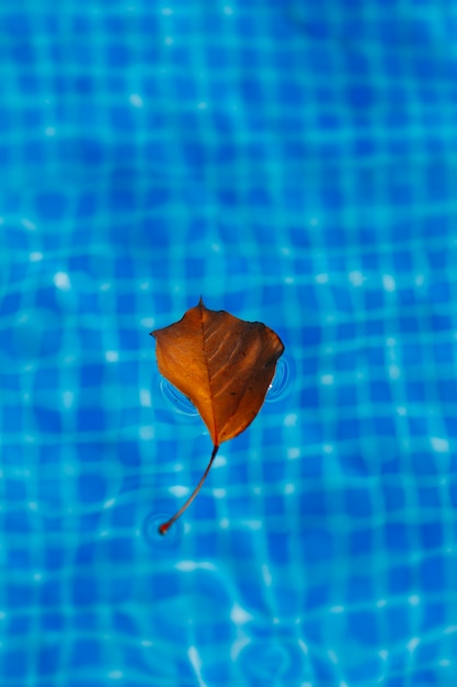 Foglia di albero in piscina