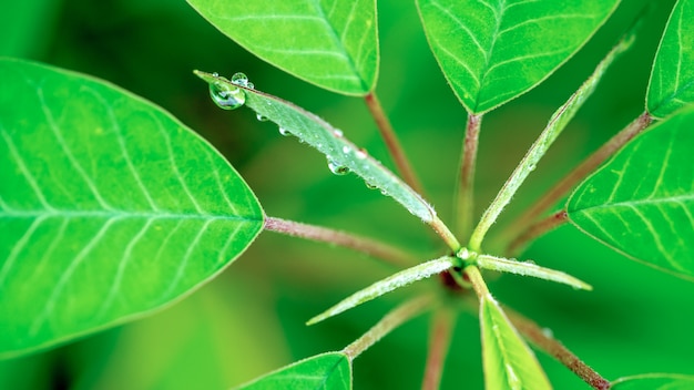 Foglia di albero verde lussureggiante