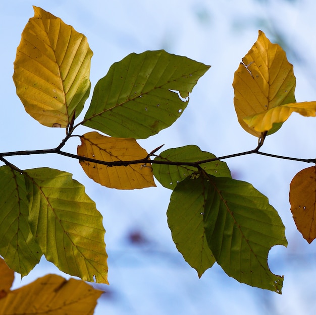 foglia di albero verde nella natura