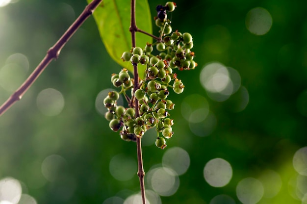 Foglia di alloro indonesiano o daun salam Syzygium polyanthum frutti a fuoco poco profondo