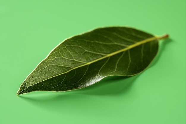 Foglia di alloro su studio verde