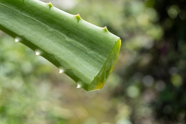 Foglia di aloe vera tagliata con sfondo sfocato