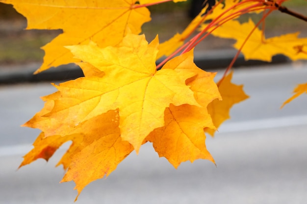 Foglia di autunno gialla su una natura del ramo