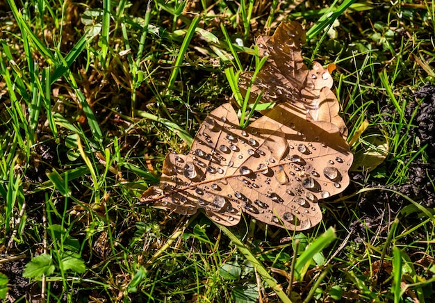 Foglia di autunno giallo con gocce d'acqua giornata autunnale nel parco