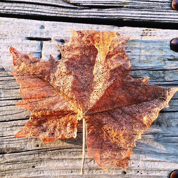 Foglia di autunno secca sul legno